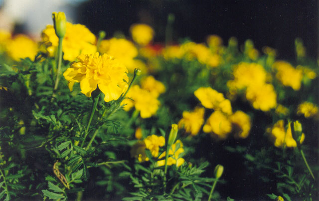 flores-amarelas.jpg